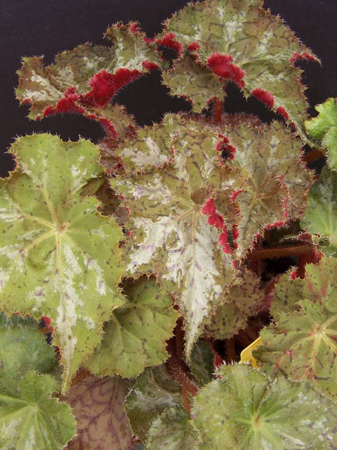 B. ‘Vista Mosaic’